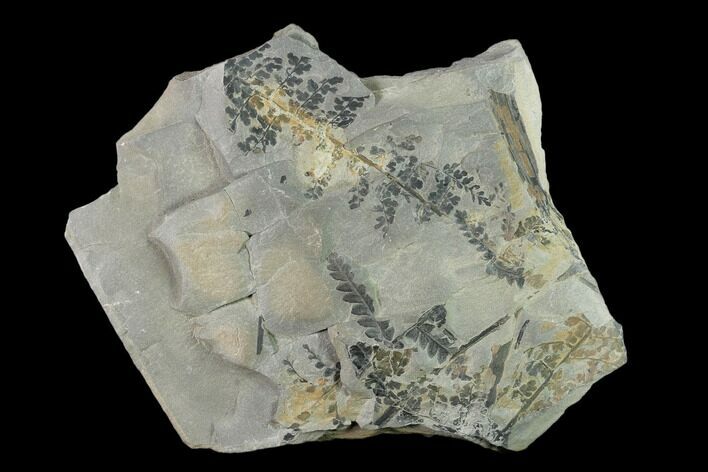 Fossil Flora (Sphenopteris & Mariopteris) Plate - Kentucky #138541